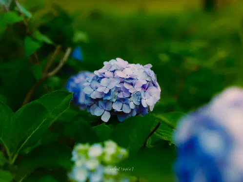 #ぶいみみ写真部 #mo4ca_fragments 

君だけ見てる