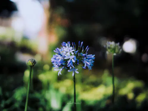 #ぶいみみ写真部 #mo4ca_fragments 

長女
