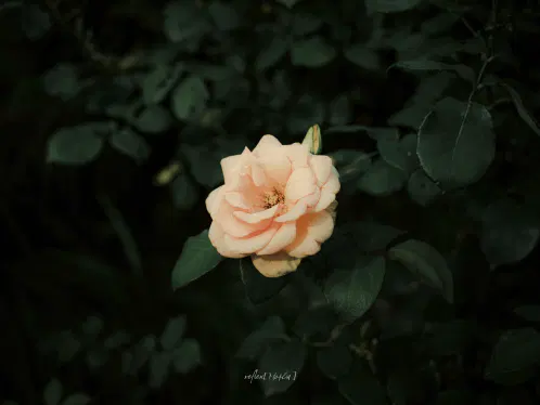#ぶいみみ写真部 #mo4ca_fragments 

誘引

※拡大すると小さな虫が花弁にたくさんいます。苦手な方は拡大せずにご覧ください。